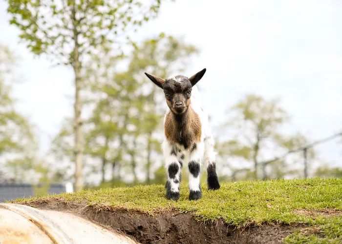 Glamping Ackersate Luxury tent Voorthuizen