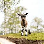 Glamping Ackersate Campo de lujo Voorthuizen