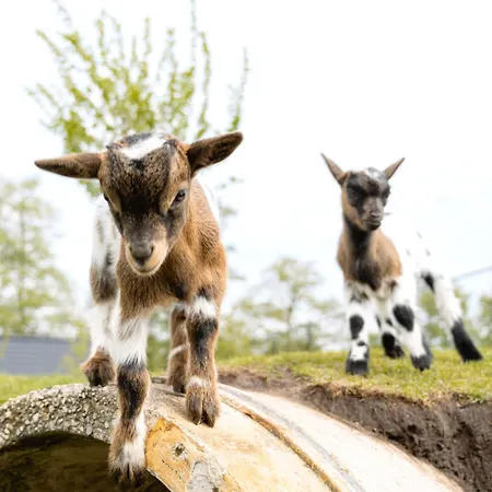 Luxussátor Glamping Ackersate Voorthuizen