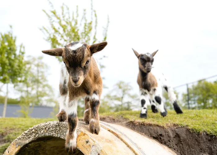 Luxussátor Glamping Ackersate Voorthuizen